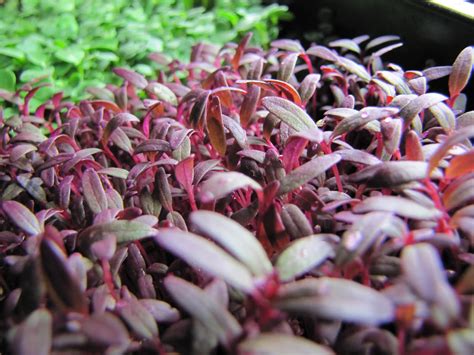 MicroGreens Farm Atlanta: Amaranth - Earthy and Beautiful