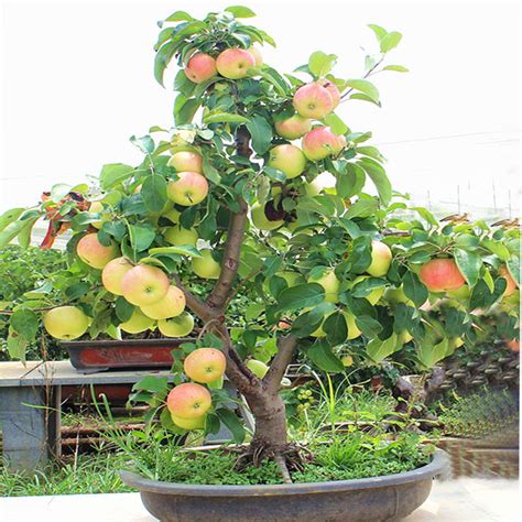 50pcs Very Rare Dwarf Apple Tree Sweet Fruit Planted Fruit Trees Seeds Indoor - Seeds