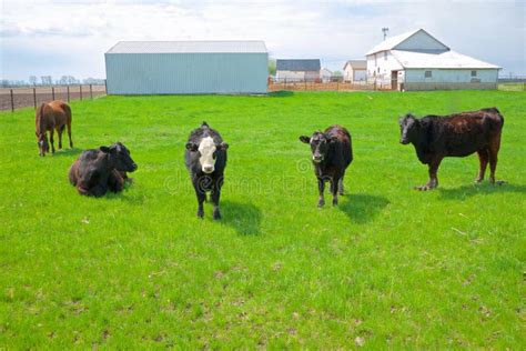 Four Cows and a Horse on a Midwest Farm Stock Image - Image of midwest ...