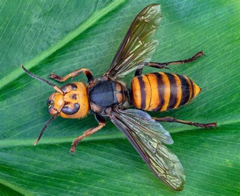 Northern giant hornet | Description, Sting, Life Cycle, Risk, & Facts ...