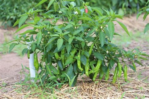 Pepper Plant Care Tips (at Every Stage) - Pepper Geek