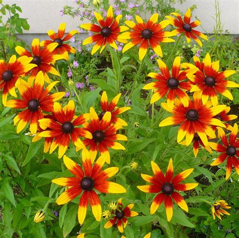 Black Eyed Susans: Plant Care and Collection of Varieties - Garden.org