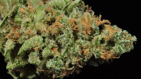 Blue Dream Strain: History and Information | Wikileaf