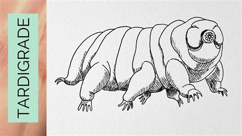 How to make a realistic TARDIGRADE drawing - YouTube