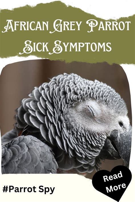 African grey parrot sick symptoms – Artofit