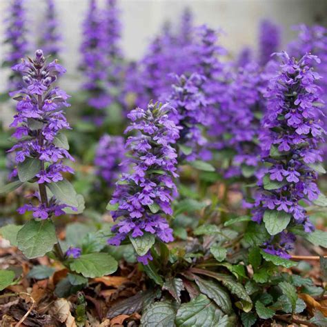 Ajuga Reptans Ground Cover Plant Seed