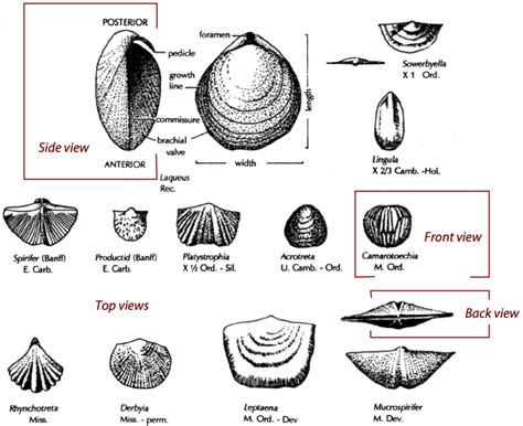 Fossils of the Paleozoic: Phylum Brachiopoda (The Brachiopods ...