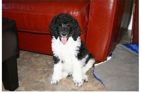 image of party poodle puppy.jpg