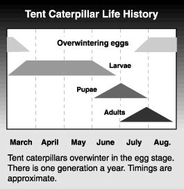 Tent Caterpillar | WSU Tree Fruit | Washington State University