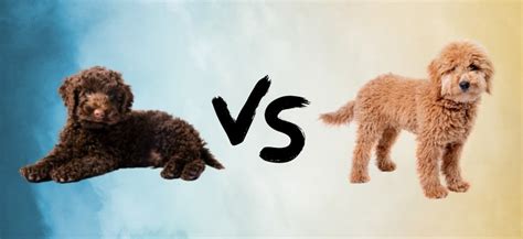 Mini Labradoodle vs Mini Goldendoodle: Which is Better?