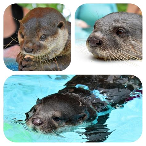 Otter Swim | Otters, Swimming, Safari tour