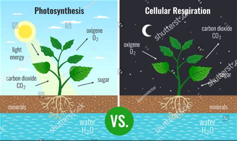 6.L.1.2 & 2.1 Photosynthesis, Respiration, Transpiration, Tropism - 6.L Living Organisms & ecosytems