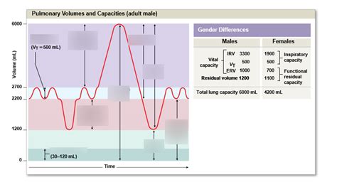 Pulmonary volumes and capacities Diagram | Quizlet