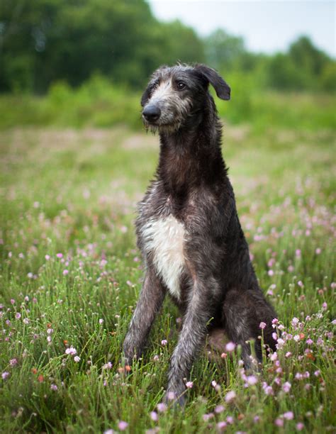 Scottish Deerhound on the field photo and wallpaper. Beautiful Scottish Deerhound on the field ...