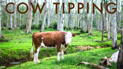 Cow Tipping - YouTube