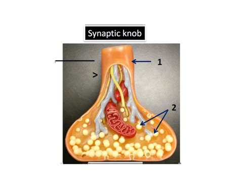 Synaptic Knob Quiz