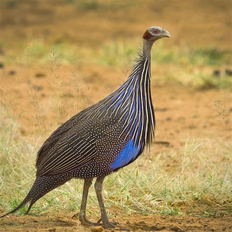 Elsen Karstad's 'Pic-A-Day Kenya': Vulturine Guinea-fowl- Laikipia Kenya