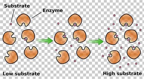 Enzyme Kinetics Catalysis Enzyme Substrate Chemical Kinetics PNG, Clipart, Cartoon, Catalase ...