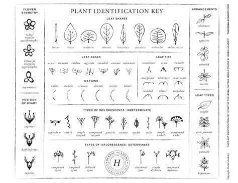 Plant identification, Herbalism, Plant identification chart