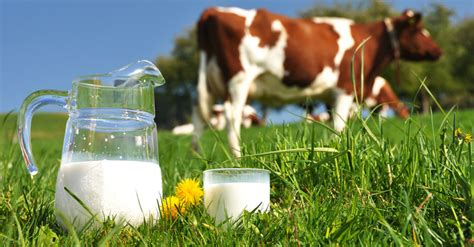 Milk: From Cow to You – DairyPesa