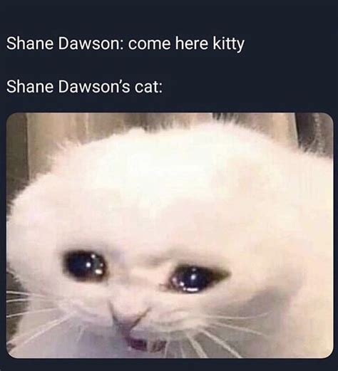 Sad Shane Dawson's cat : r/sadcats