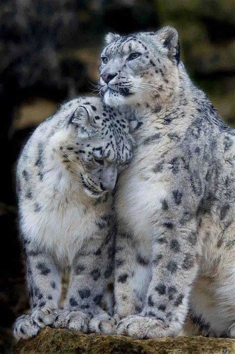 Himalayan snow leopard lovers | Cute animals, Animals wild, Animals ...