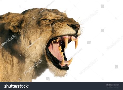 Female Lion Teeth Stock Photo 110963081 | Shutterstock