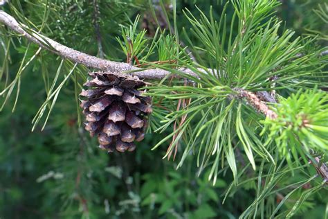 Virginia Pine Tree (Pinus virginiana) - Footsteps in the Forest