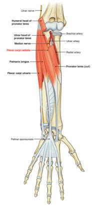 Flexor Carpi Radialis – Earth's Lab