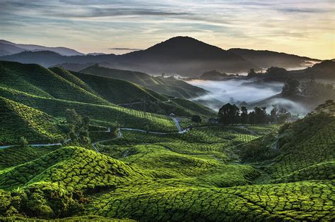 Tea Plantation at Dawn Photograph by Dave Bowman