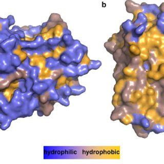 (PDF) Protein folding in membranes