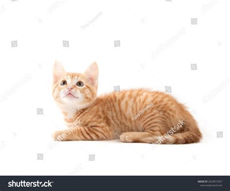 13,410 Kitten Laying Down Images, Stock Photos & Vectors | Shutterstock