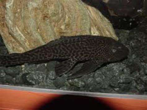 Choosing the Right Pleco | PetHelpful