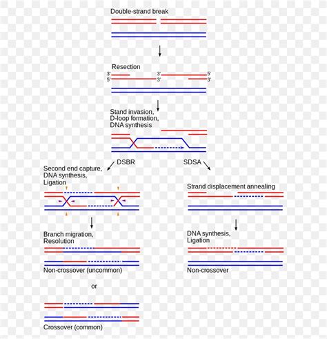 Holliday Junction Homologous Chromosome Chromosomal Crossover Genetic ...