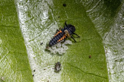 Asian Lady Beetle Larvae 3774531 Stock Photo at Vecteezy