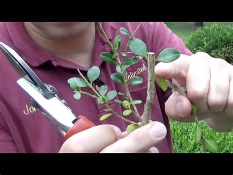 Pruning Euonymus