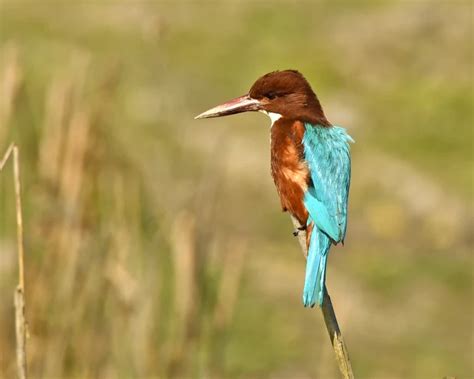 White-Throated Kingfisher - Facts, Diet, Habitat & Pictures on Animalia.bio