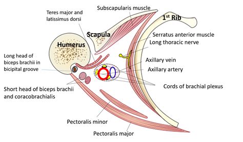 Axilla - Anatomy QA