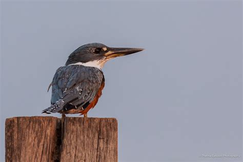 Martin Pescador Grande (Male Ringed Kingfisher) | Taken at s… | Flickr