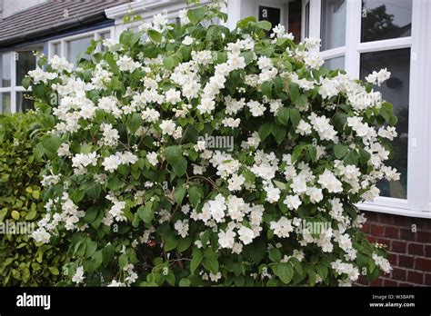 Philadelphus mock orange Stock Photo - Alamy