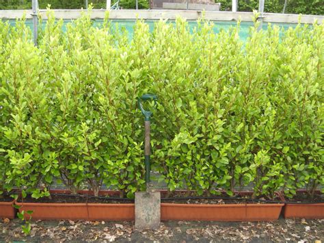 Buy Instant Hedge Plants | Instant Hedging in Troughs | Hopes Grove ...