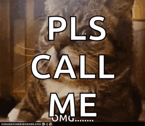 Cats Animals GIF - Cats Animals Reaction - Discover & Share GIFs