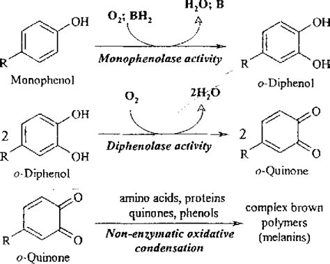 [PDF] PHYSICOCHEMICAL PROPERTIES AND FUNCTION OF PLANT POLYPHENOL OXIDASE: A REVIEW' | Semantic ...