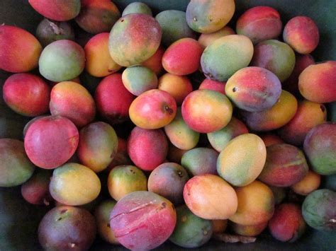 The Mango Report from Truly Tropical: June 2011