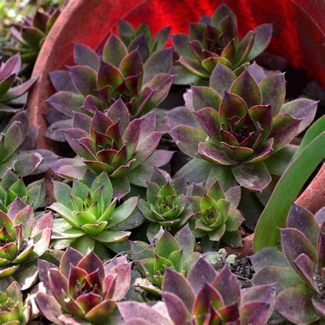 Sempervivum Seed - Hens And Chicks Ground Cover Seeds