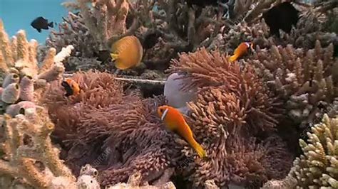 Anemonefish - Stock Video Clip - K002/3512 - Science Photo Library