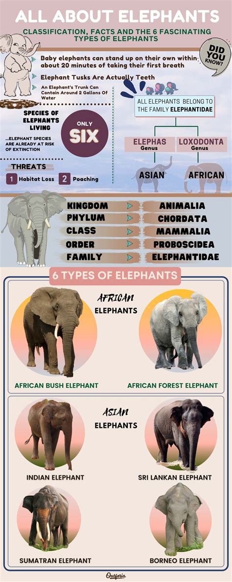 Pygmy Elephant Size Comparison