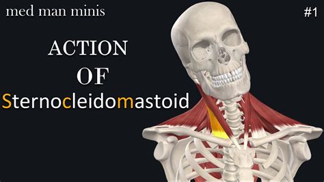 Action of Sternocleidomastoid muscle- Med Man Minis #1 - YouTube