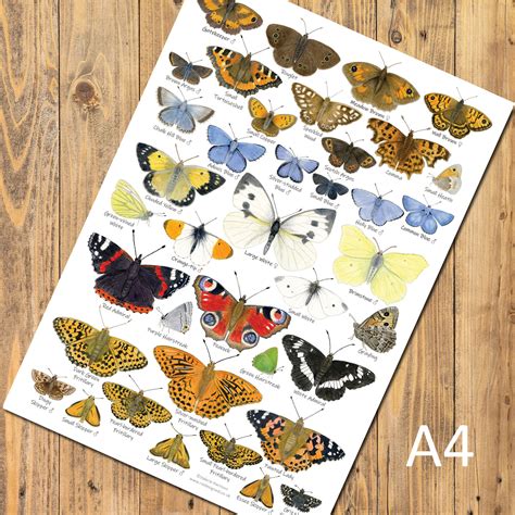 British Butterflies Identification A4 Card Poster