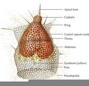 Radiolarians Labeled | Free Images at Clker.com - vector clip art ...